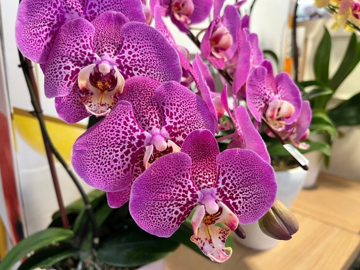 Neće prestajati da cveta: Zalijte orhideju vodom u koju ste dodali ovo povrće