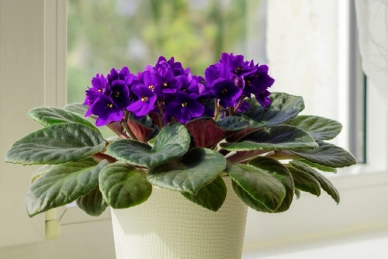 Rastvor koji podmlađuje ljubičice: Proveren način zalivanja će potpuno osvežiti stare cvetove