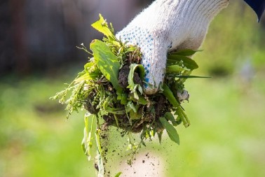 Rešite se korova bez čupanja: Prirodna metoda ih uništava dok trepnete, potrebne su samo 2 stvari iz kuhinje