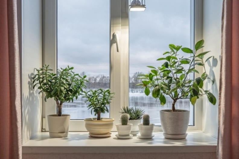Odmah ih premestite: Ove sobne biljke ne smete držati na prozorskim daskama