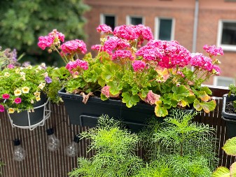 Cvet "koji je dosadio i Bogu i narodu", ponovo postao najtraženiji: Evo kad i kako se sade muškatle - kraljice balkona