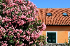 Zavodljiva i smrtonosana: Ovu biljku nikako ne smete imati u bašti