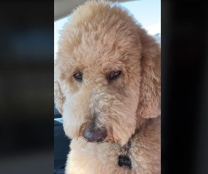 Ljubomoran pas nasmejao milione ljudi: Oliver ne da vlasnici ni da se približi svom momku!