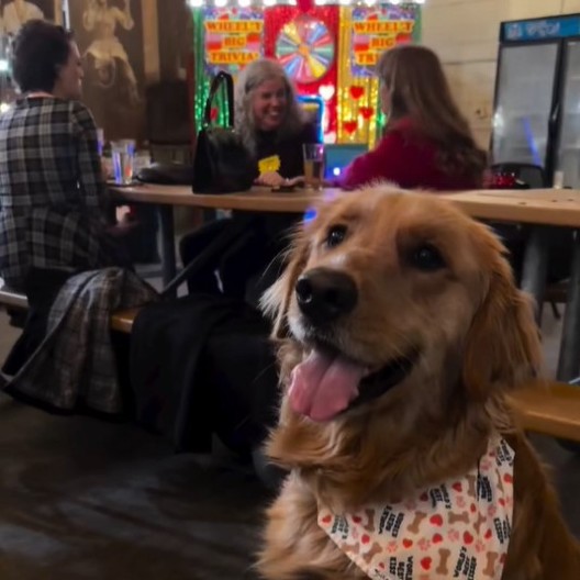 Niko nije to očekivao: Pas je ugledao svog veterinara u kafiću, a njegova reakcija je izazvala buru među ljudima