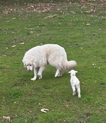 Istopio srca 2 miliona ljudi: Jagnje misli da je ovčarski pas njegova mama, neće da se odlepi od njega!