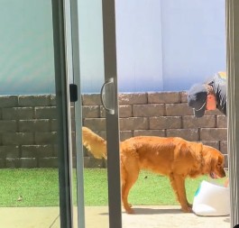 „Brate, pas te namerno zeza!“: Dok vlasnik uči retrivera da koristi igračku, mi plačemo od smeha!