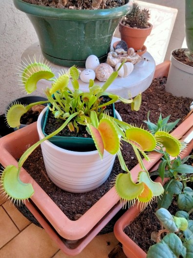 Nećete više morati loviti mušice po stanu: Zasadite ovu biljku i zaboravite na sve muke sa insektima