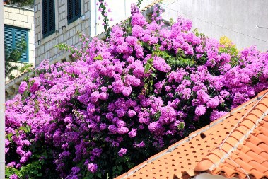 Otrovan i za ljude i za kućne ljubimce: Ovaj prelepi cvet mnogi gaje, a nisu ni svesni koliko je opasan!