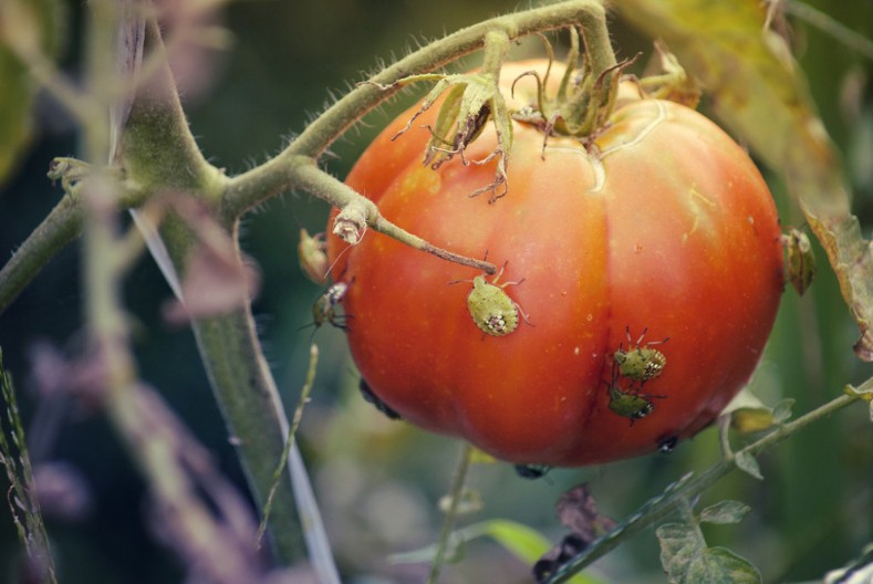 Siguran trik da zaštitite paradajz od smrdibuba: Vaša bašta će biti za njih zabranjena zona