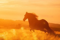 Godina Vatrenog Konja donosi nadljudsku moć: Proverite kome će se sve ostvariti baš sve želje - možda ste to upravo vi