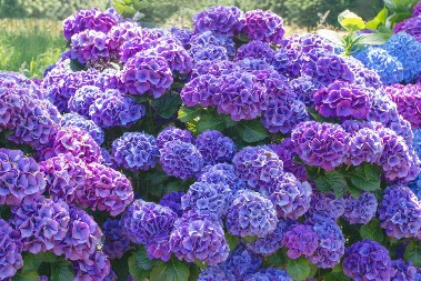 Pripremite hortenzije da raskošno cvetaju: Sada treba da uradite jednu stvar kako bi cveće lepo bujalo tokom leta!