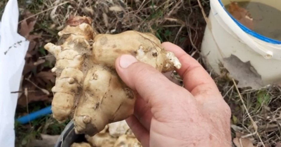 Čuveni srpski travar tvrdi: Ova biljka je ključna za osobe sa dijabetesom i visokim holesterolom