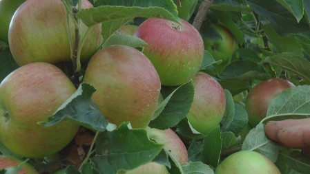 Jedi jabuku i nećeš ići kod lekara! Da li je ovo tačno? Odgovor dala poznata doktorka