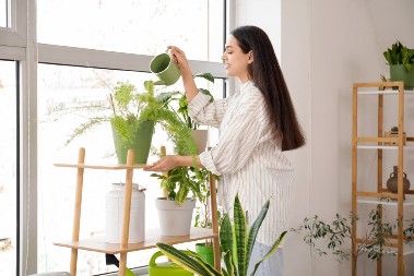 Umesto krpe jednostavno nabavite ovu biljku: Sprečava vlagu u kući, buđ i reguliše kondenzaciju