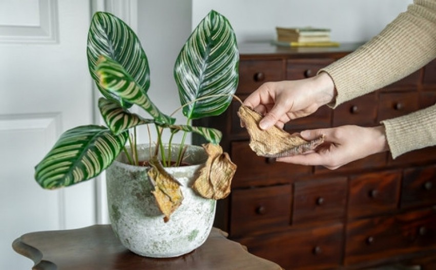 Sobne biljke vam venu otkako ste upalili grejanje? Evo gde grešite - ovo je najbolje rešenje da ih vratite u život