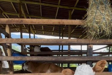 Sigurno će vam ulepšati dan: Prijateljstvo između psa i telenceta raznežilo srca skoro 9 miliona ljudi!