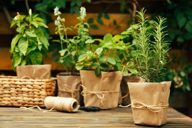 Naše bake su je gajile kao kućnu amajliju: Verovale su da ova biljka privlači novac i ljubav