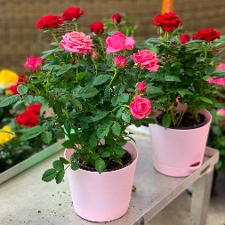 Zakopajte ovu jeftinu namirnicu oko ruža: Cvetaće obilno sve do kasne jeseni