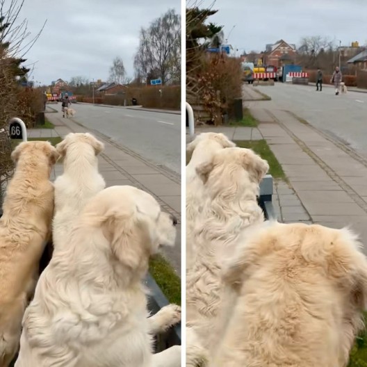 Psi željno čekaju drugara da se igraju: Preslatka scena sa zlatnim retriverima raspilavila 2 miliona ljudi