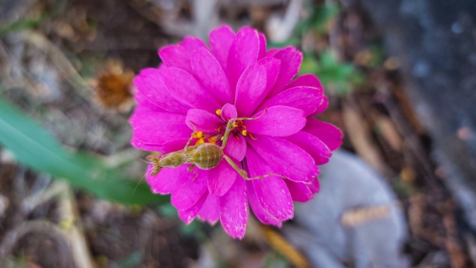Kad vidite ovu bubu u kući, ne ubijajte je: Veruje se da donosi bolje finansije i harmoniju u porodici
