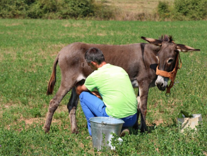 Ko ne sme da pije magareće mleko? Jeste zdravo, ali nije za svakoga - ako imate ove zdravstvene probleme, bolje nemojte