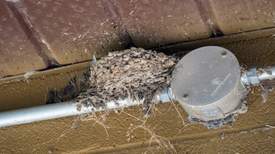 Naši stari veruju: Navlačite bedu ako dirate gnezdo ove ptice - tako ćete samo prizvati loše vesti i nemir u porodici