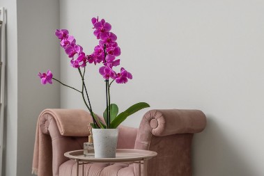 Ima li ko stručniji od nje? Dala savete kako da vam orhideje cvetaju kao lude, evo gde svi grešimo, ona to posebno zabranila