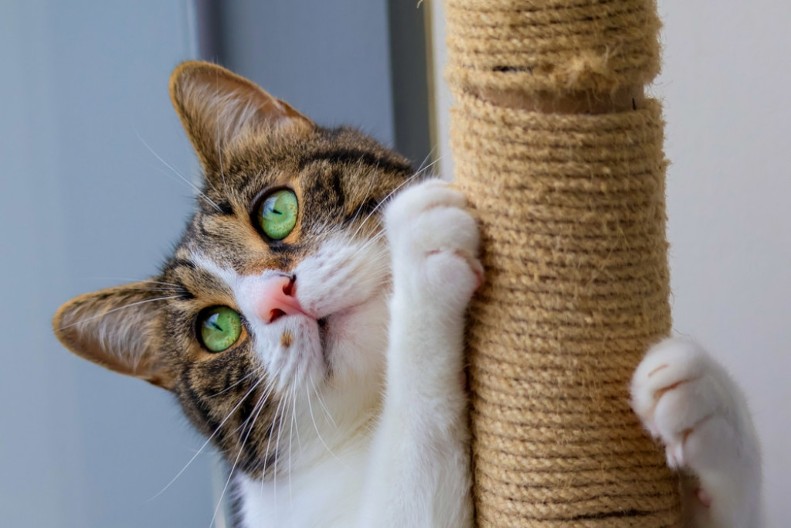 Zašto se mačke penju po policama i skaču gde god da stignu: Ovo je razlog, vi utičete mnogo na takvo njihovo ponašanje