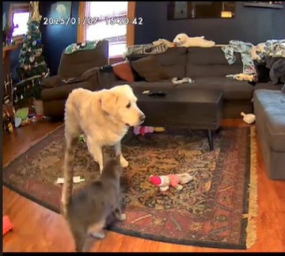 Pas se plaši da bude sam u kući: Kad vidite kako ga mačka teši, istopićete se od miline!