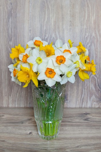 Mnogi unose narcise u dom, a ne znaju njihovo značenje: Evo šta simbolizuje ovaj cvet i kakvu energiju donosi u kuću