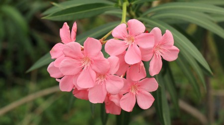 Iza raskošne lepote krije se otrov: Mnogi imaju ovaj cvet u dvorištu, a ne znaju koliko je opasan