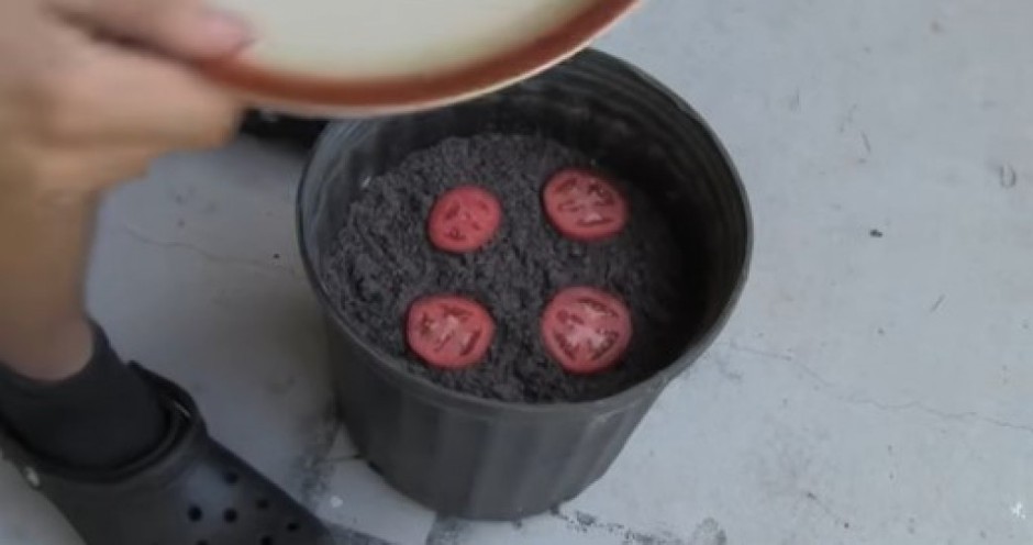 Stavio je kolutove paradajza u saksiju sa zemljom: Kad vidite šta se desilo nakon 2 nedelje i vi ćete uraditi isto