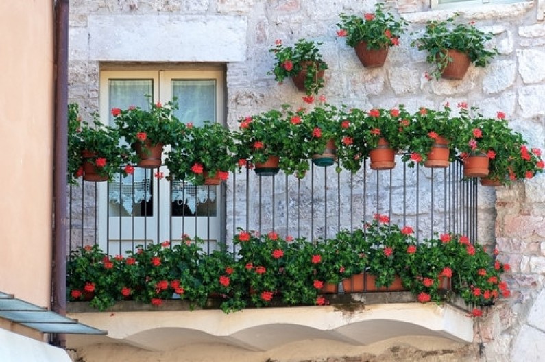 Božanstveno cveće koje buja bez lišća: Izgleda čarobno, traje dugo i prkosi hladnom vremenu