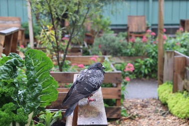 Kako oterati golubove iz bašte: Posadite ova biljku, neće više ni prilaziti vašem cveću i povrću!