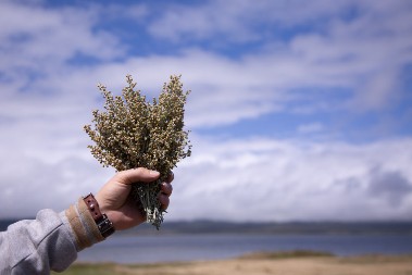 Za detoksikaciju i imunitet: Vasa Pelagić je tvrdio da ove čajeve treba piti u aprilu