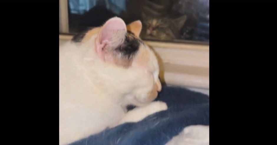 Zaljubljeni mačak očarao 8 miliona ljudi: Svaki dan dođe kod svoje simpatije i uradi istu stvar!