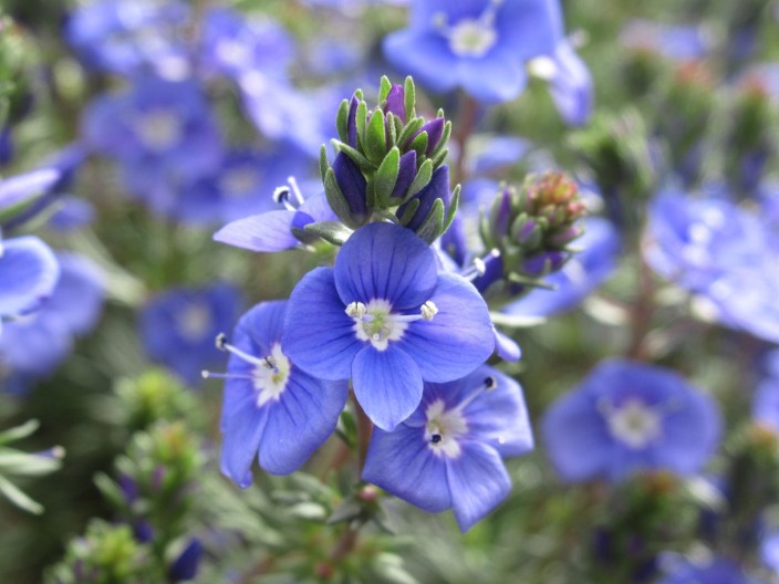 U avgustu su je naše bake brale po livadama: U narodu je poznato da ova biljka čisti krv, jača pamćenje i leči rane, a raste svuda oko nas
