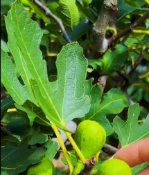 Imate smokvu u dvorištu? Njeno lišće je pravi eliksir zdravlja, evo za šta može da se koristi
