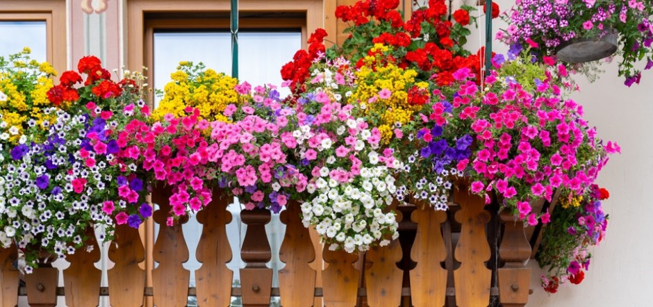 Imaćete najlepšu terasu u komšiluku: Sada posadite 3 vrste cveća, uskoro ćete uživati u raskošnoj lepoti!