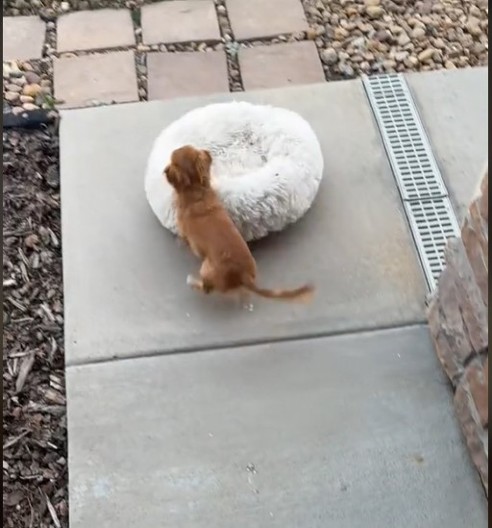 Pas je želeo da se sunča: Plan mu je propao, a njegova urnebesna reakcija nasmejala je 37 miliona ljudi!