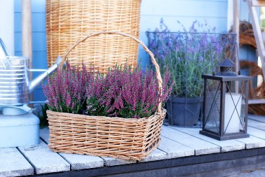 Uživajte u proleću bez straha od krpelja: Dve biljke koje će ih zauvek držati podalje od vašeg dvorišta