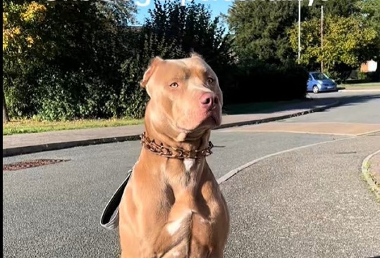 Vlasnica psu rekla da ga voli: Njegova dirljiva reakcija raznežila srca 5 miliona ljudi!