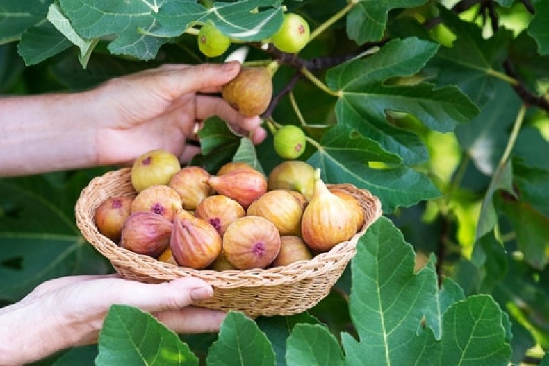 Smokvin list je eliksir zdravlja: Ako je imate u dvorištu, blago vama - evo za šta sve može da se koristi