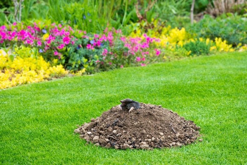 Krenule su da rovare: Posadite ova 3 cveta i krtice će pobeći glavom bez obzira