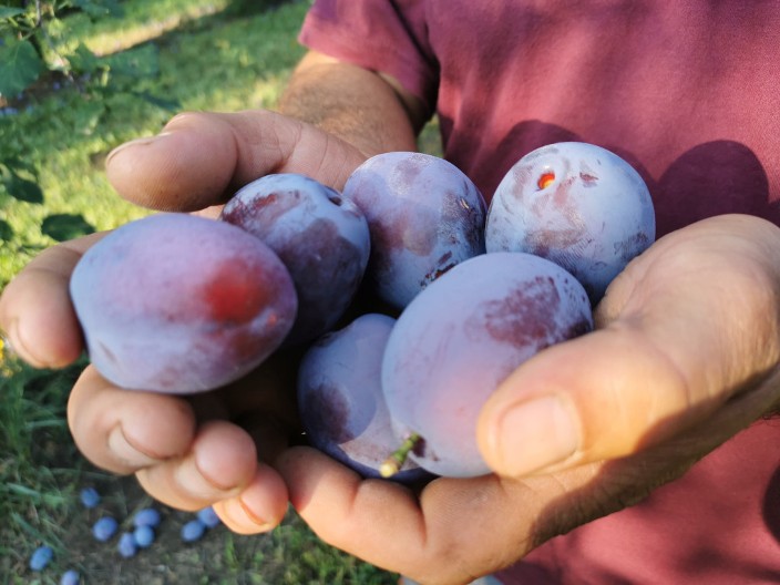 Lekari su šokirani: Pogledajte šta se dogodi vašem organizmu ako jedete pet šljiva dnevno