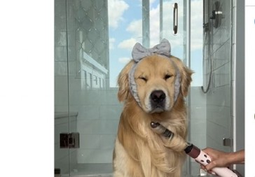 Zlatni retriver nasmejao ljude do suza: Pokvario novu frizuru u bazenu, njegova urnebesna reakcija je hit!