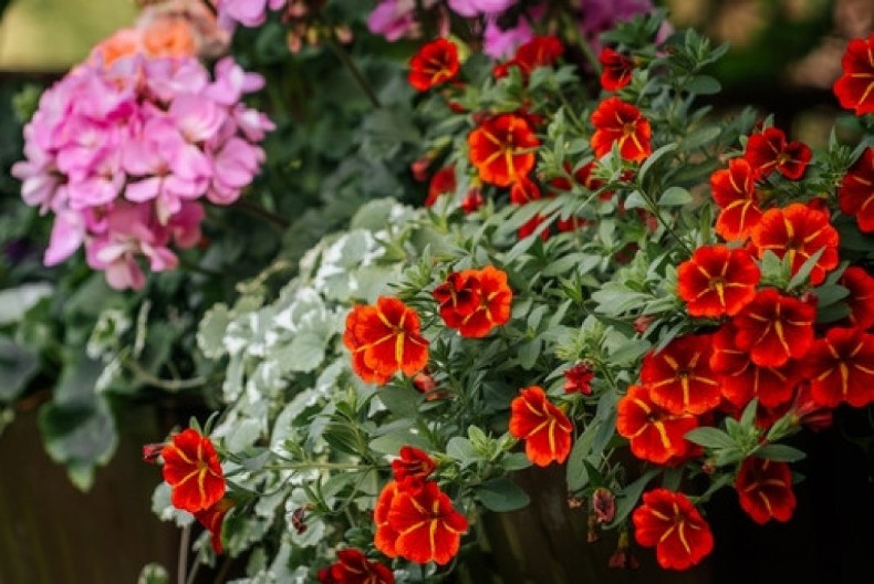 Moćni eliksir za cveće iz snova: Samo zakopajte kesicu ovoga u saksiju i gledajte kako buja kao ludo!