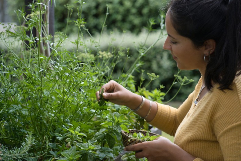 Naše bake su ovu grančici držale pored kreveta: Jedna biljka može da vam promieni život, donosi sreću i blagostanje