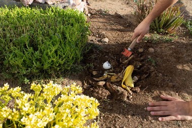 Nikako ih ne bacajte, nemate pojma koliko su korisne: Znate li zašto kore od banane treba zakopati u baštu?