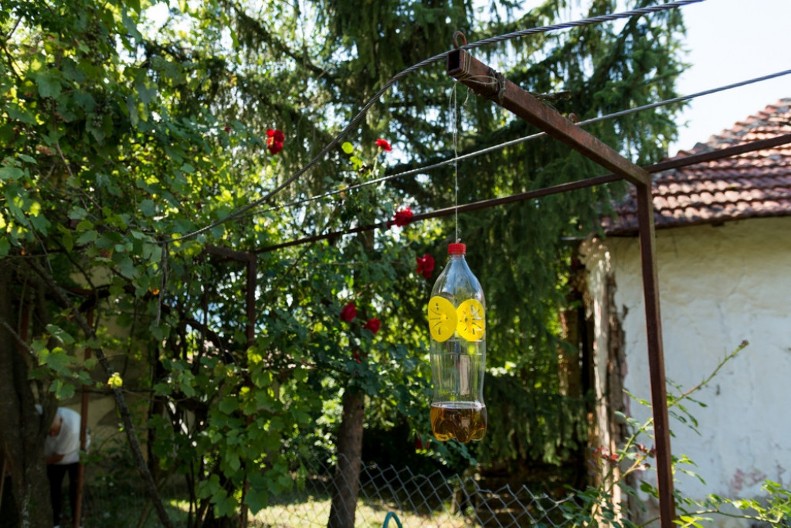 Neće vam ni prići: Genijalan trik sa biljkama koji rasteruje komarce u sekundi